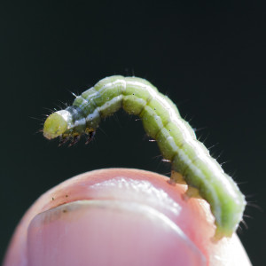tiny moth worm on thumb